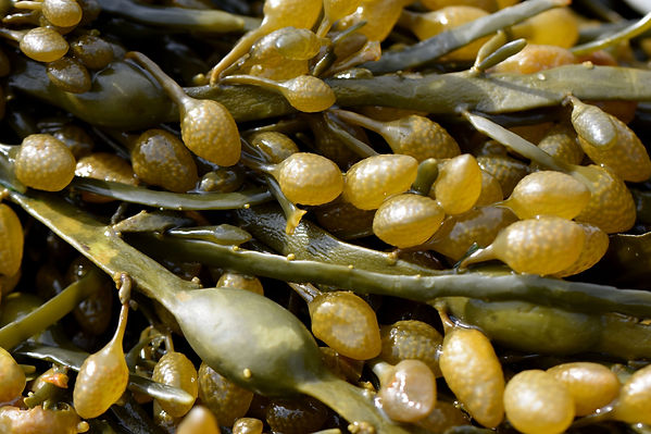 Uma foto de algas Ascophyllum nodosum