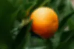 Citros.webp