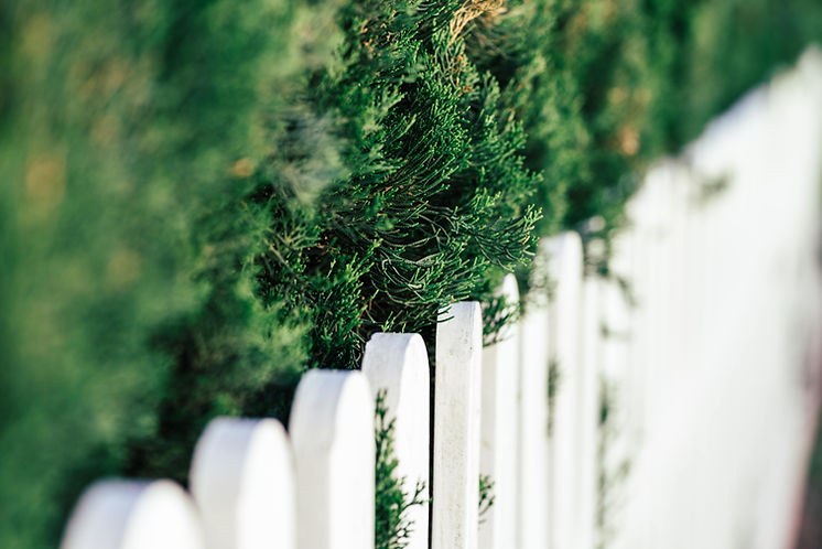 pine-branches-white-wooden-fence-min.jpg