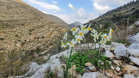 נחל כפירה - מסלול משפחתי קלאסי בהרי ירושלים