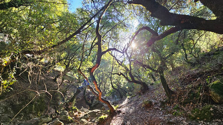 המלצה על מסלול מעגלי קל ומשפחתי בגליל העליון
