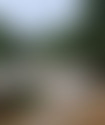 זרימות חורף בכרמל בנחל אורן