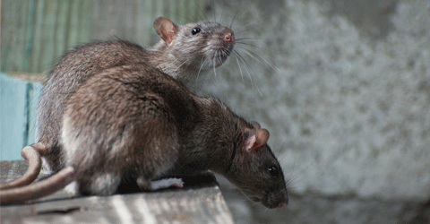 Rats