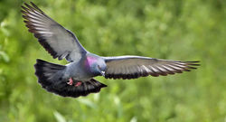 Flying Pigeon1.jpg
