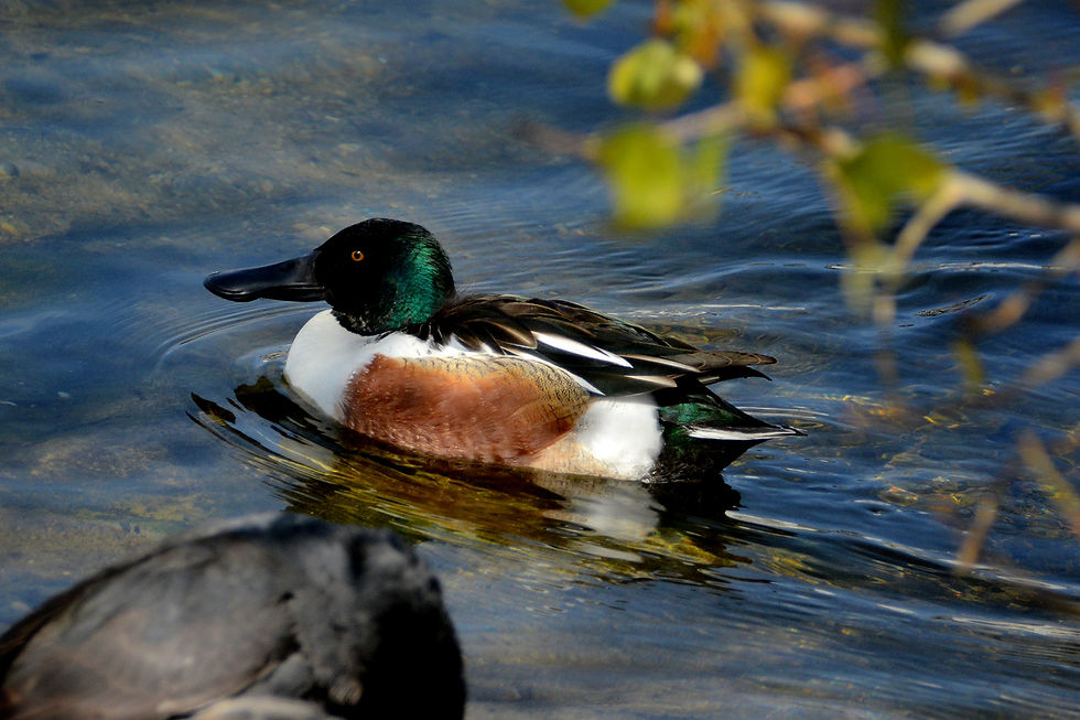 Merganser