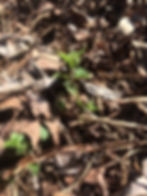 Baby Stinging Nettles coming up in my garden