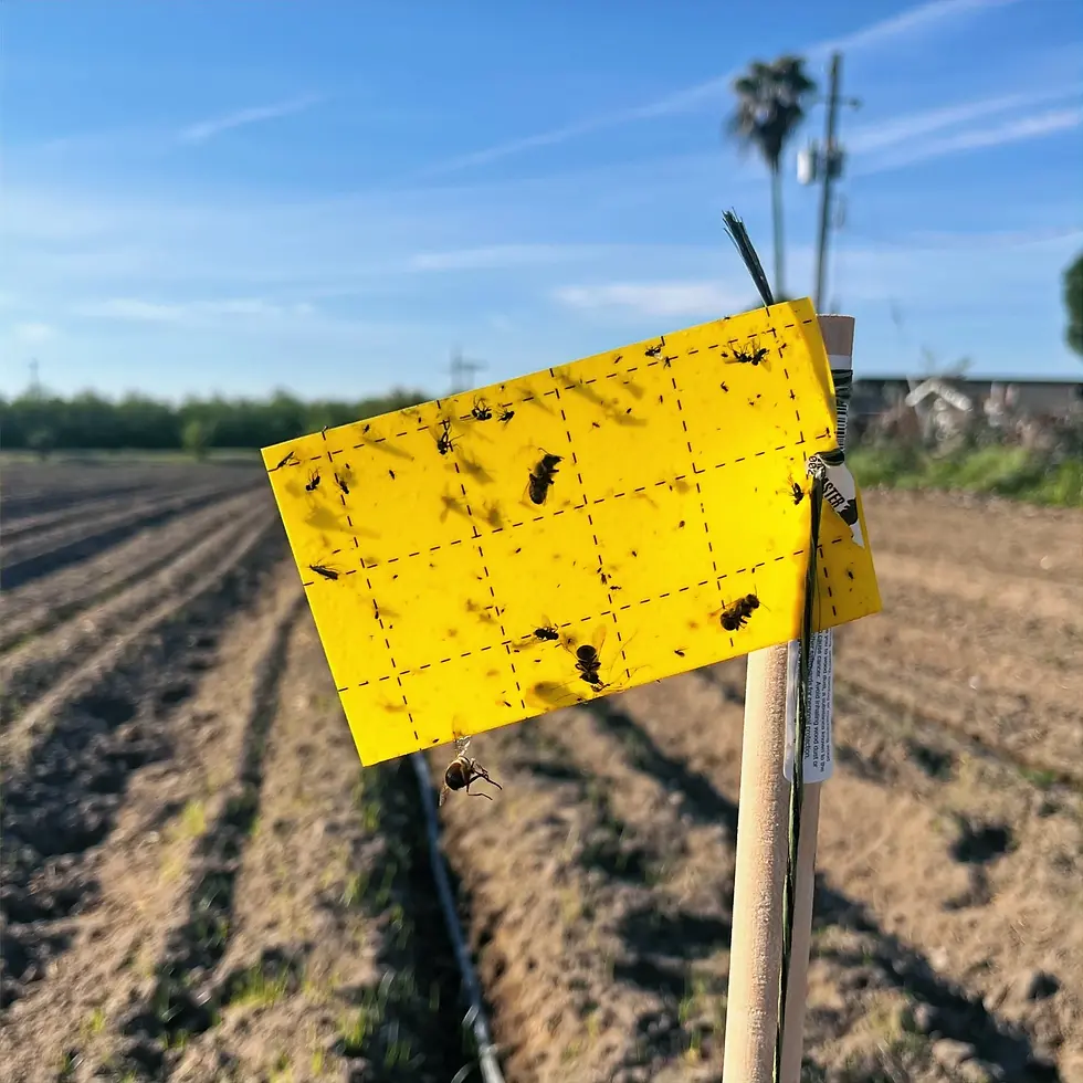 Sticky trap with insects and bees.