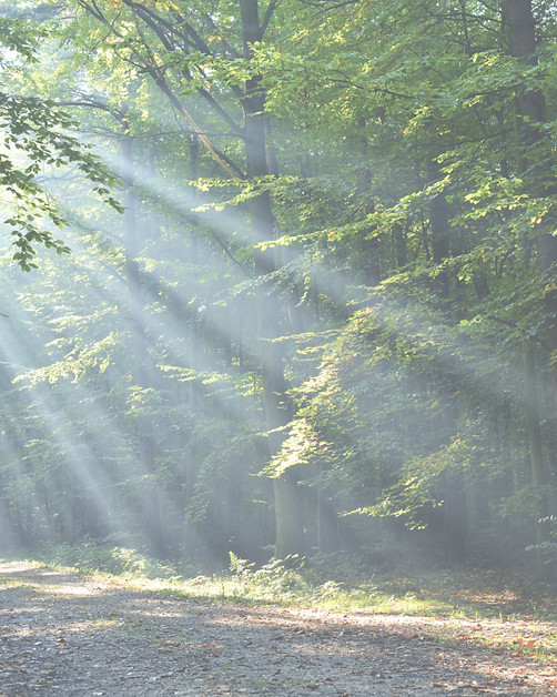 Forest With Sunrays_edited.jpg