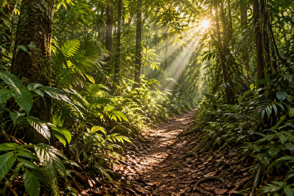 Trilha de terra em floresta tropical fechada com luz do sol raiando entre as copas das árvores.