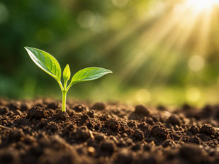 Pequena brotação de planta surgindo da terra sob feixes suaves de luz solar.