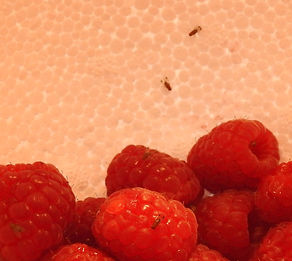 Drosophila suzukii. Photo credit: Kathy Garvey