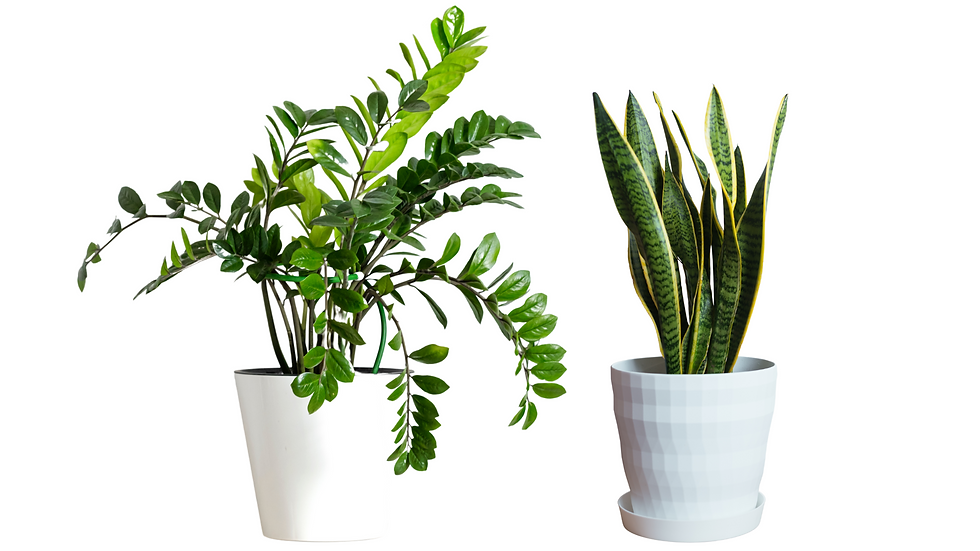 ZZ and Sansevieria Plant