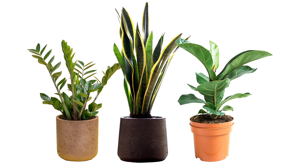 ZZ plants, Snake Plants, and Ficus Bambino plants