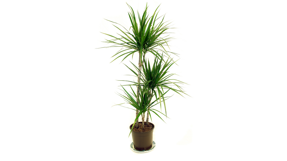 plant on a watering plate