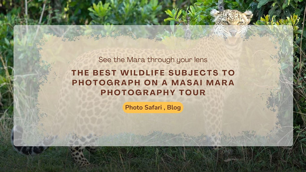 Leopards: Mastering the Art of the Unseen