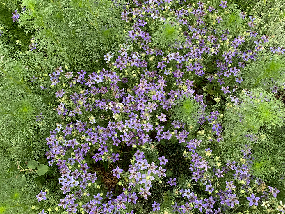 nigella.HEIC