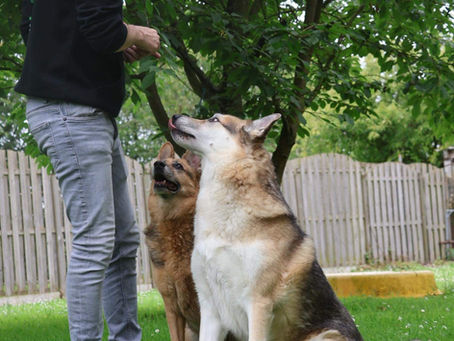 🐾 Hondenhotel in Hoepertingen (Borgloon) met gediplomeerd hondentrainer.