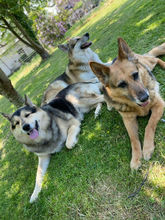 dog canil in Borgloon; Hondenhotel in Borgloon, coaching in Borgloon , training in Borgloon, hondencentrum in Borgloon, dog keeper in Borgloon, hondenhotel in Borgloon, pension in Borgloon, hondenpension in Borgloon, hondenopvang, in Borgloon, Hondenkennel in Borgloon, hondenvoeding in Borgloon, hondensnacks in Borgloon, uitlaatservice in Borgloon, hondenwandeling in Borgloon, hondentrainer in Borgloon, hondentraining in Borgloon,dog canil in Sint-Truiden; Hondenhotel in Sint-Truiden, coaching in Sint-Truiden , training in Sint-Truiden, hondencentrum in Sint-Truiden, dog keeper in Sint-Truiden, hondenhotel in Sint-Truiden, pension in Sint-Truiden, hondenpension in Sint-Truiden, hondenopvang in Sint-Truiden, Hondenkennel in Sint-Truiden, hondenvoeding in Sint-Truiden, hondensnacks in Sint-Truiden, uitlaatservice in Sint-Truiden, hondenwandeling in Sint-Truiden, hondentrainer in Sint-Truiden, hondentraining in Sint-Truiden, dog canil in Limburg; Hondenhotel in Limburg, coaching in Limburg , training in Limburg, hondencentrum in Limburg, dog keeper in Limburg, hondenhotel in Limburg, pension in Limburg, hondenpension in Limburg, hondenopvang in Limburg, Hondenkennel in Limburg, hondenvoeding in Limburg, hondensnacks in Limburg, uitlaatservice in Limburg, hondenwandeling in Limburg, hondentrainer in Limburg, hondentraining in Limburg, Husky in Limburg, Husky in Sint-Truiden, Husky in Borgloon,