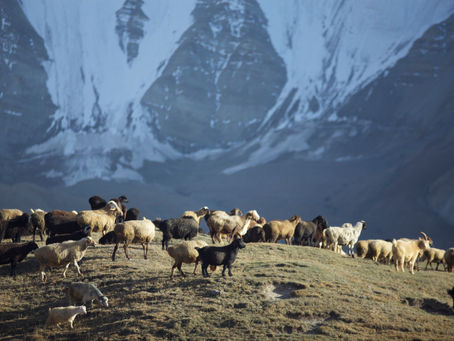 Every Strand Tells a Story: From Mountain to Mill