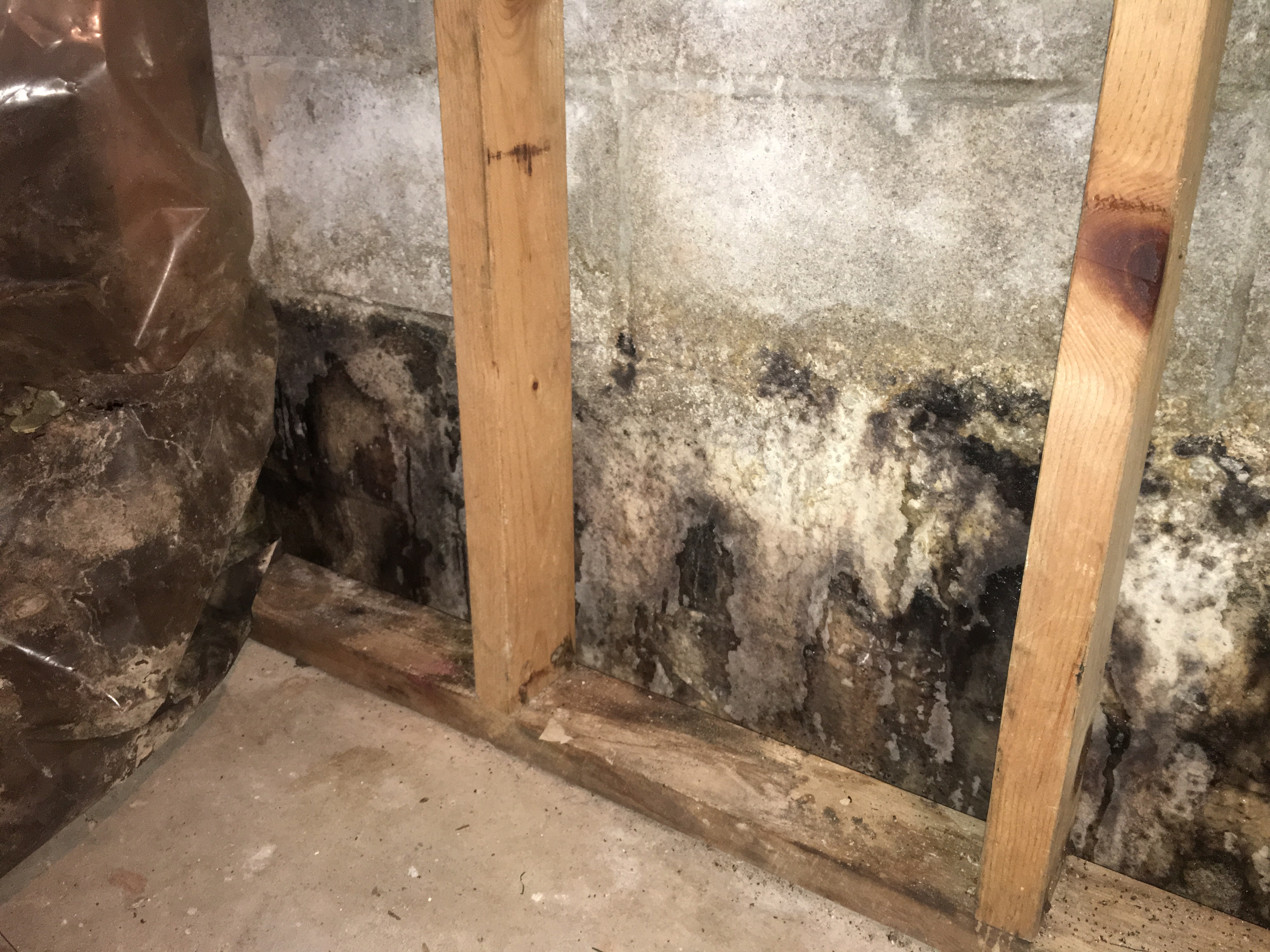 Mold Removal