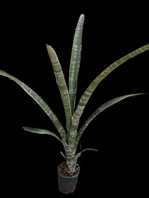 Billbergia stenopetala | sascactus.com Billbergia stenopetala | sascactus.com