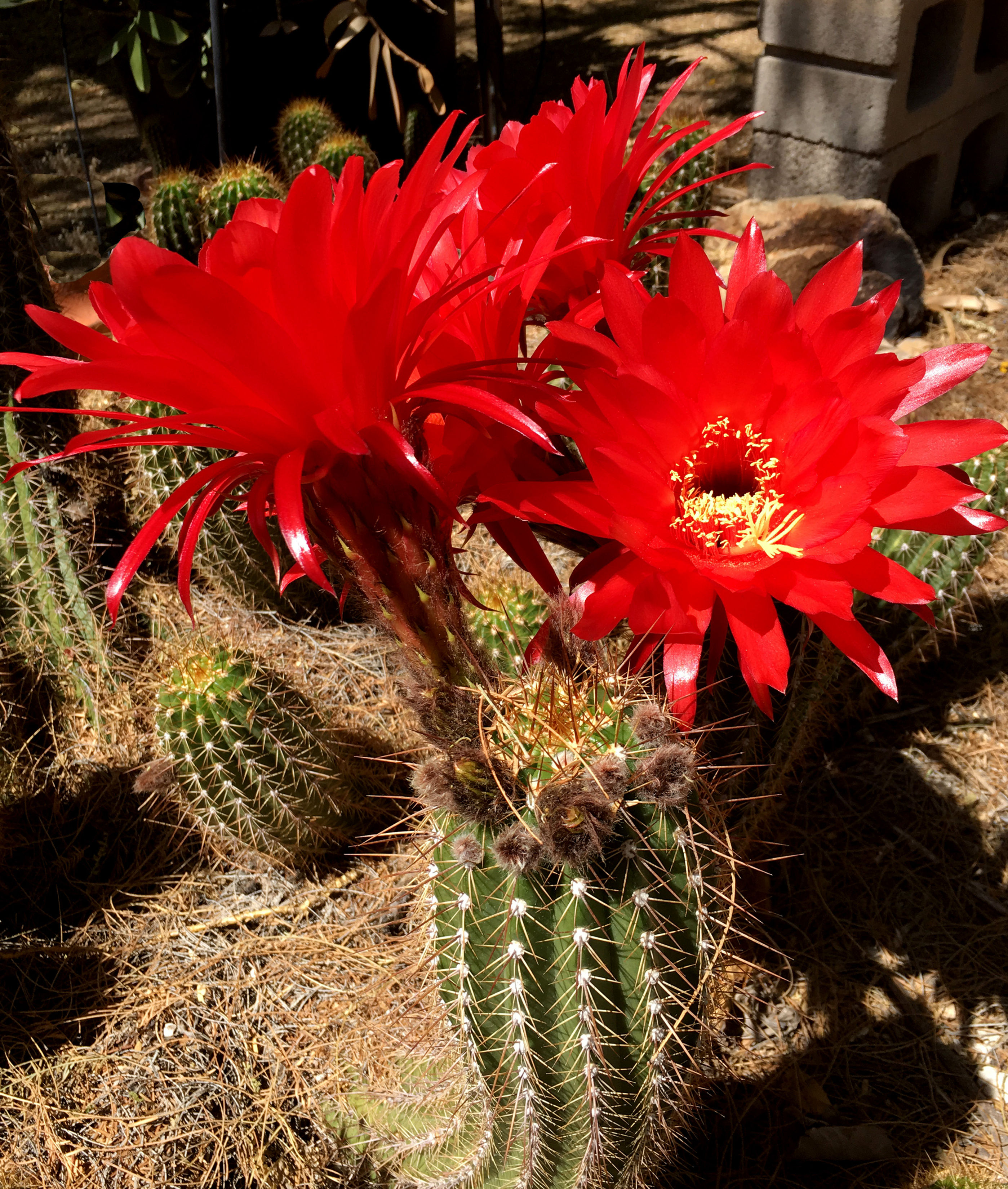 T. 'Major Eruption' Cutting