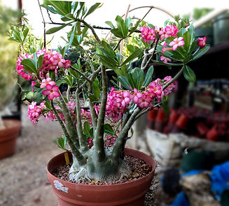 Plant Sales | Dimmitt Adeniums