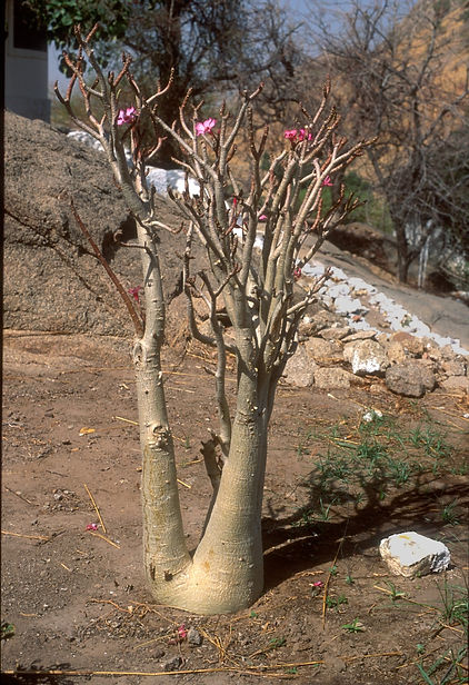 obCameroon01 (1)_edited.jpg