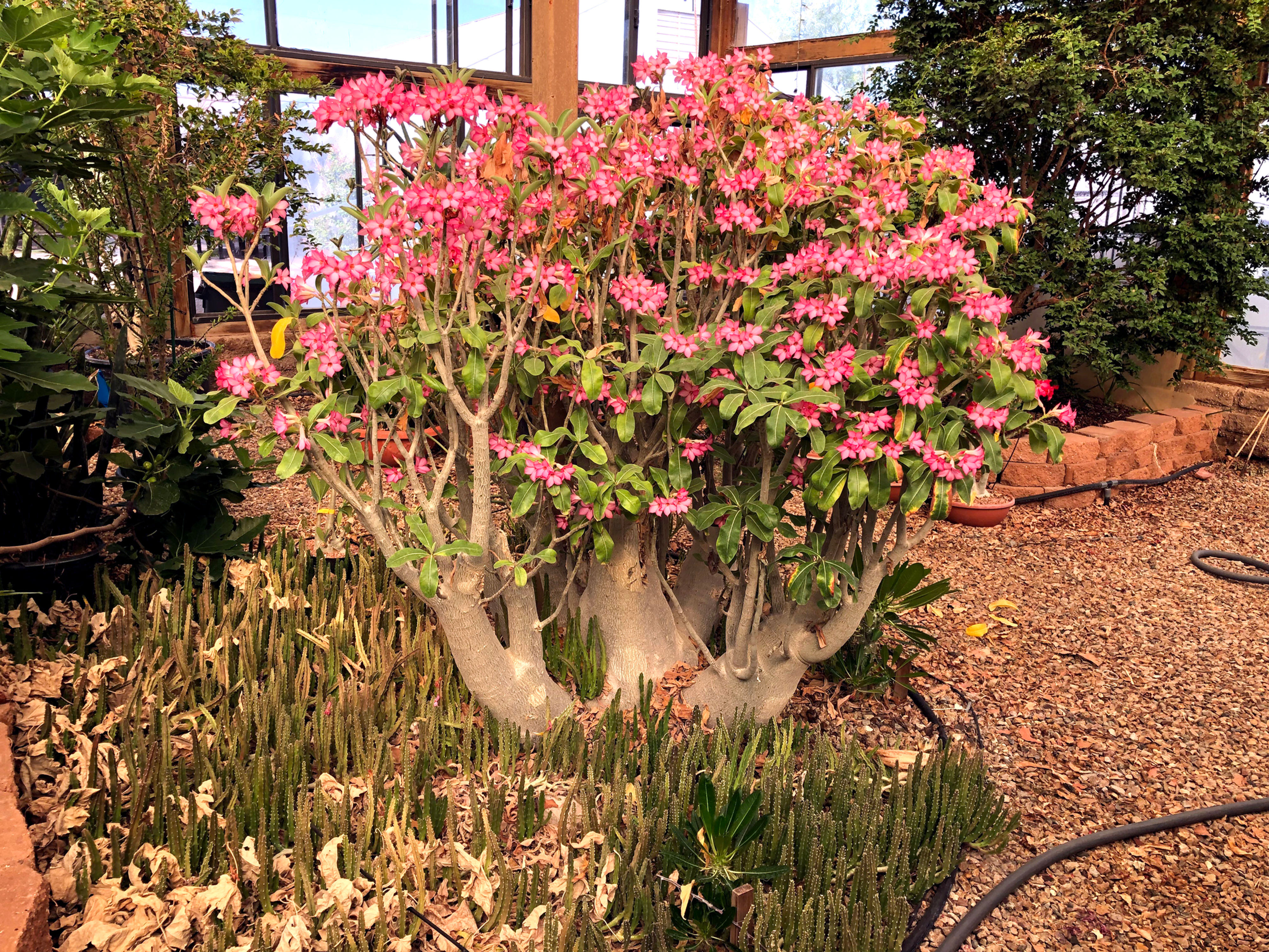 A. arabicum seeds 20pck