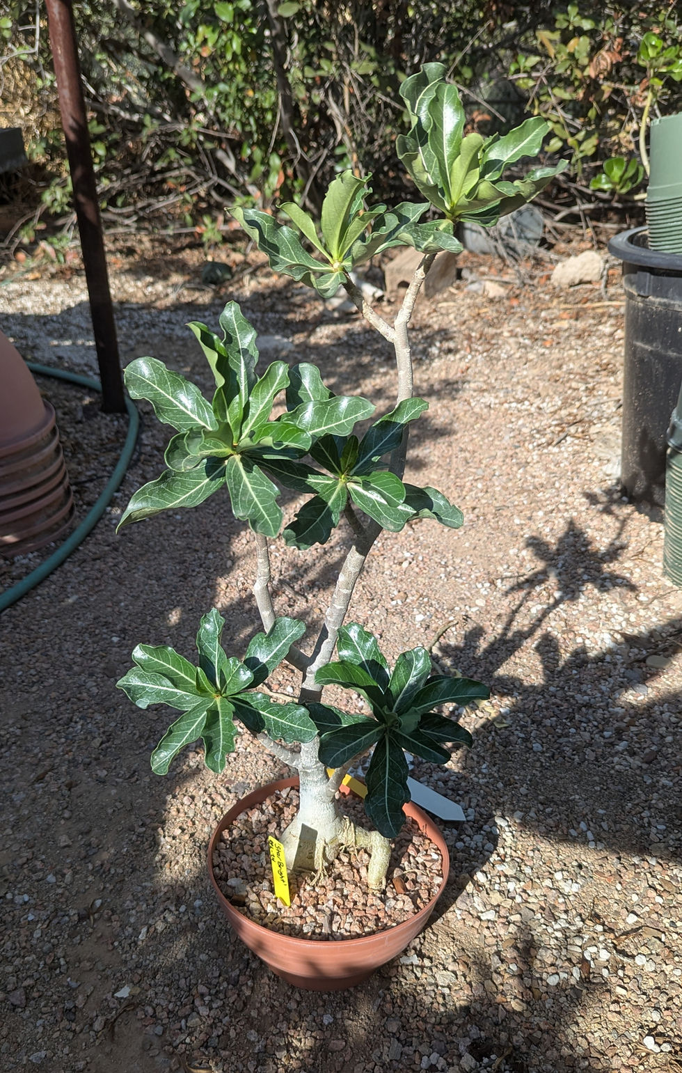 Thumbnail: Adenium 'Starbright'