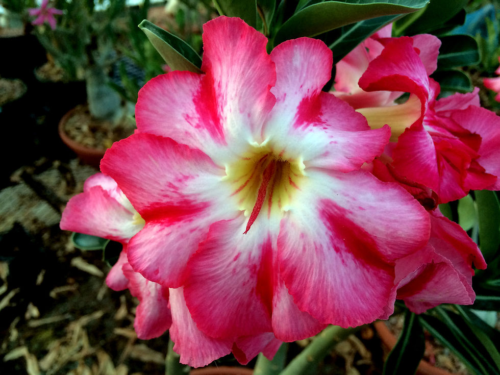 A. Tertasplash Seed Pack