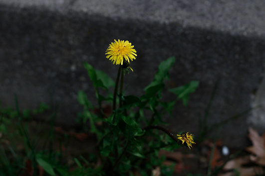 cicchinelli_L_personalwork (1 of 1)-4.jpg