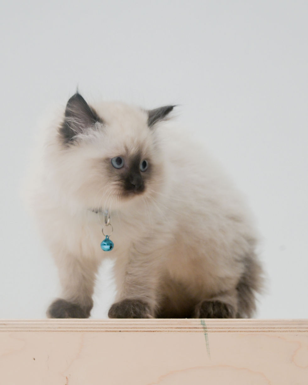 Thumbnail: Phil - Seal Point Male - Litter Designation CH03 - " The Rugrats " - SOLD