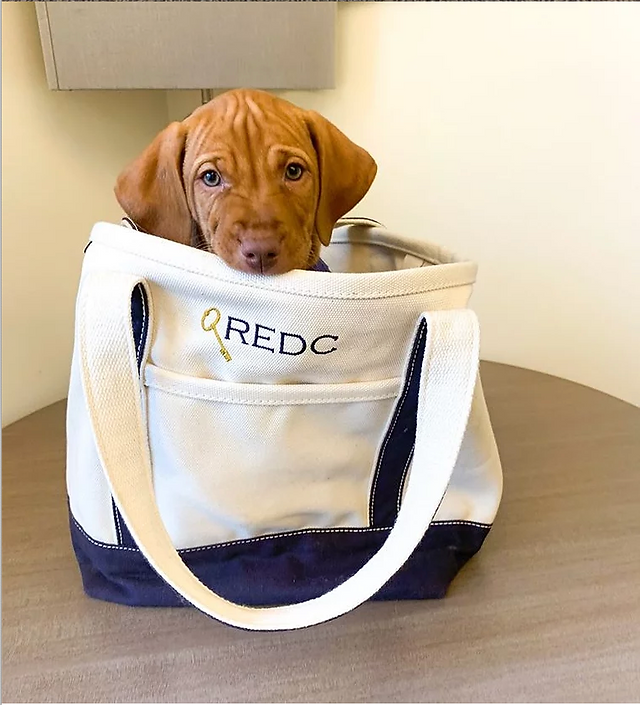 Puppy sitting in REDC tote bag