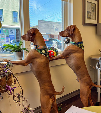 Duke and Daisy, dogs at the REDC office