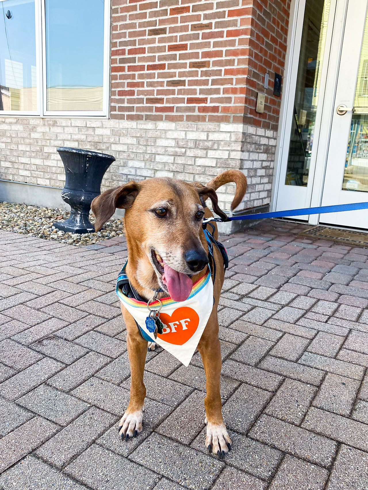 Dog in front of office building