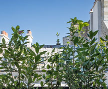 laurier-chevrefeuille-toits-paris-8e.jpg.jpg