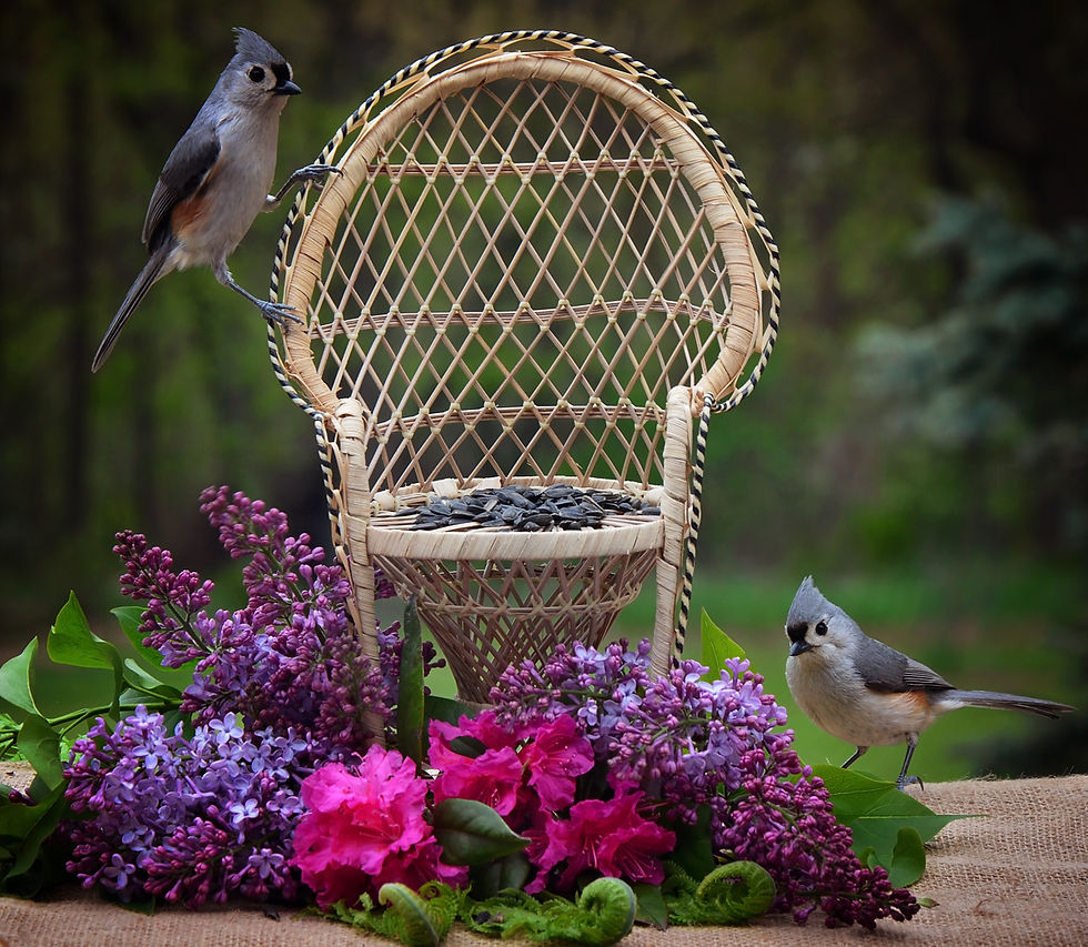 BIRDS19.jpg