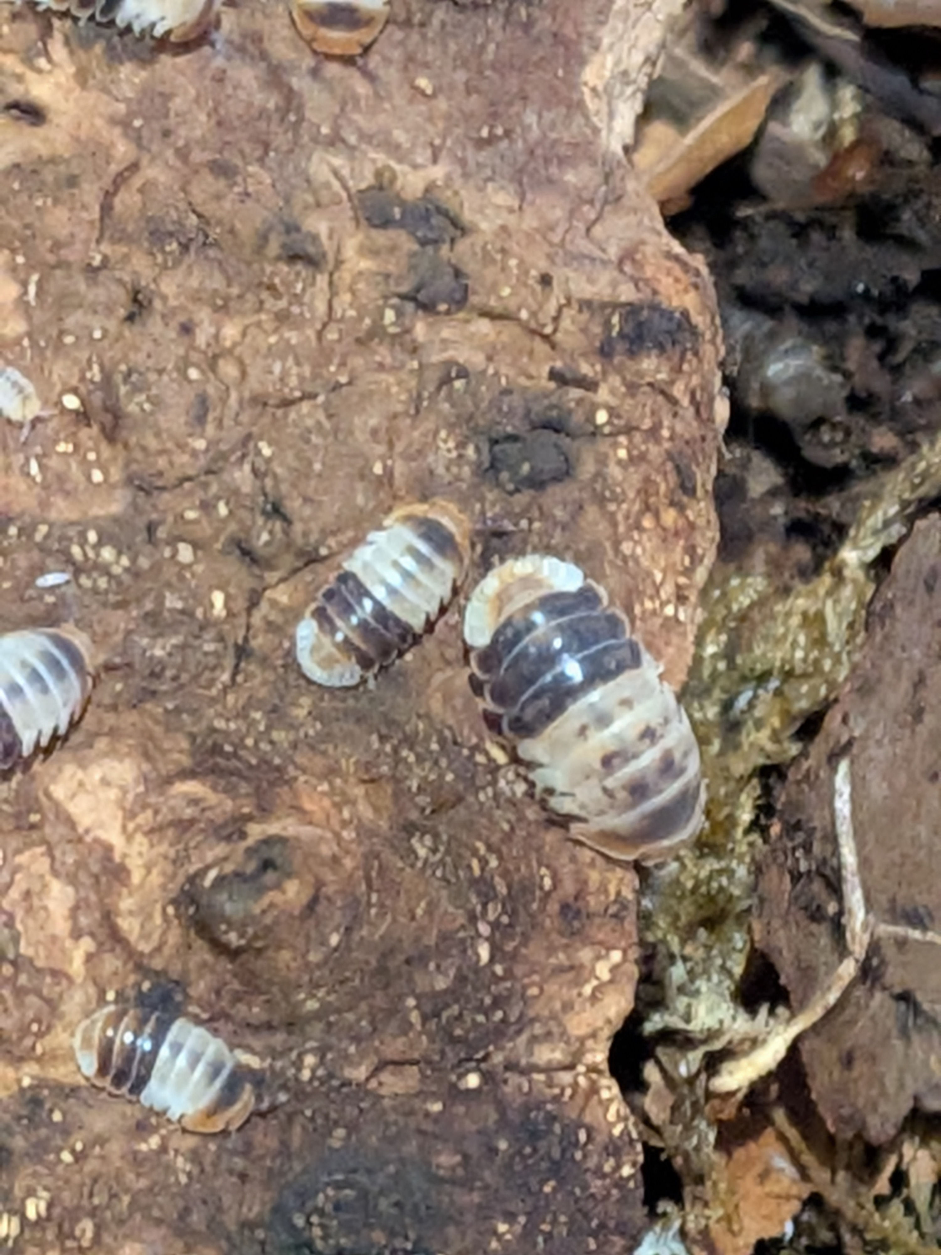 Close up white shark isopod