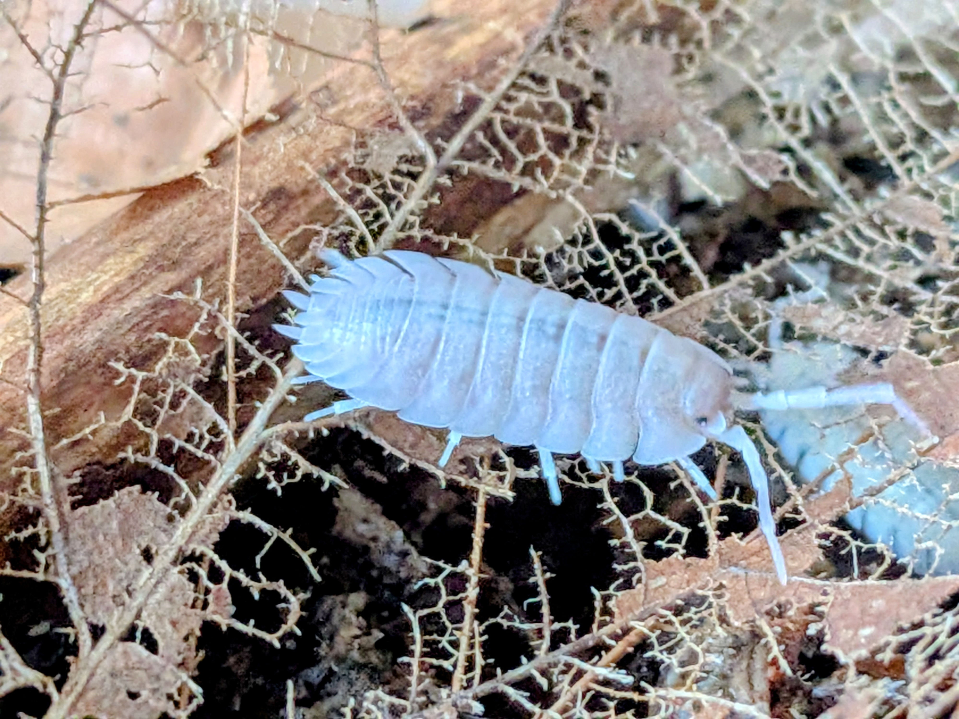 Porcellio baeticensis 'Violet'