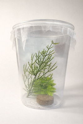 Starter Mantis Enclosure