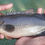 Pikkukuva: Koi Whole Fish (Bangladesh) clean 500g