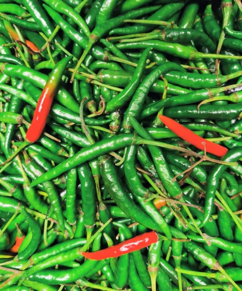 Green Hot Chili Peppers intelligence overview