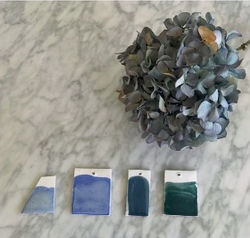 hortensia_bleu_coulisses