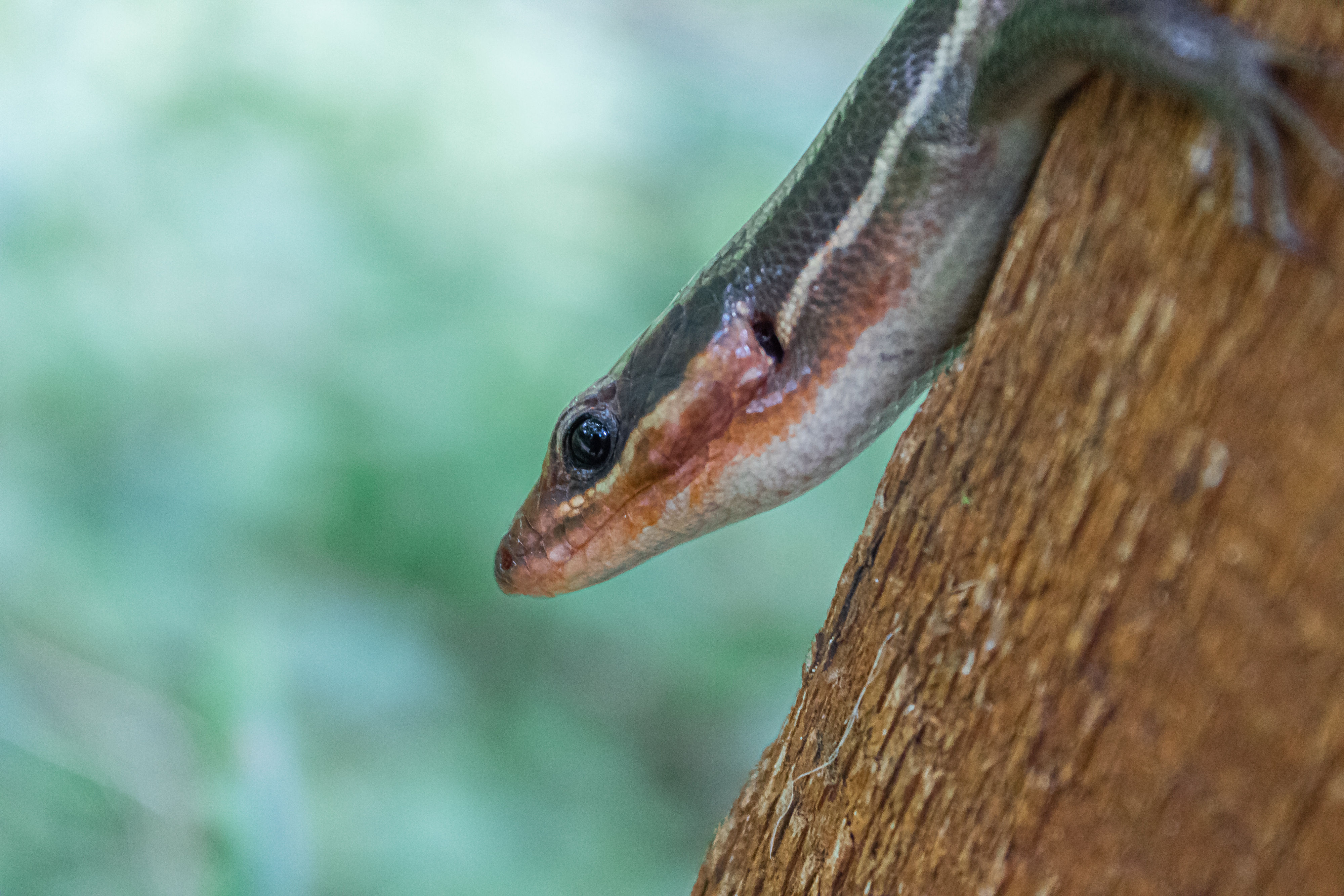 Skink