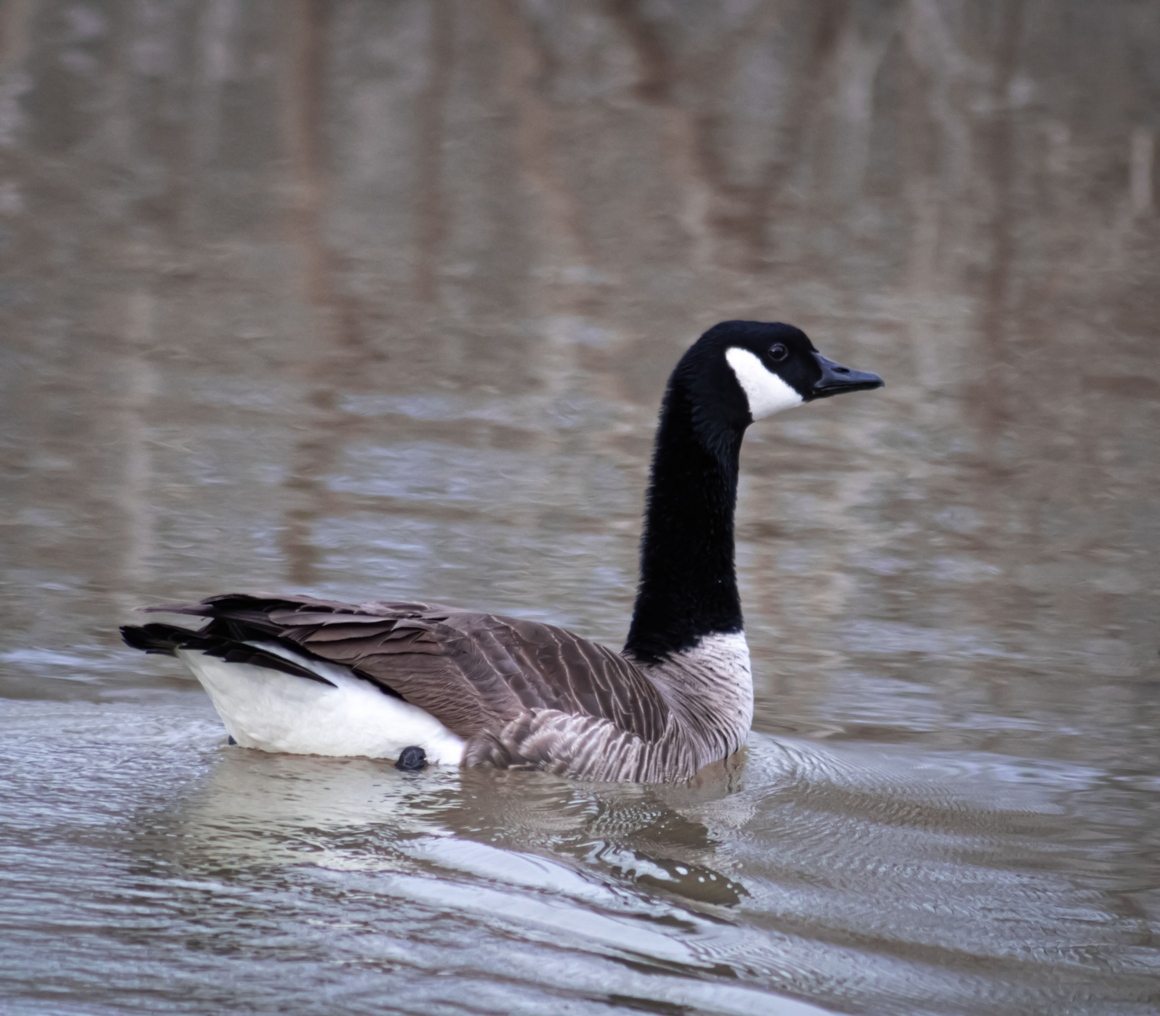 Goose in Winter