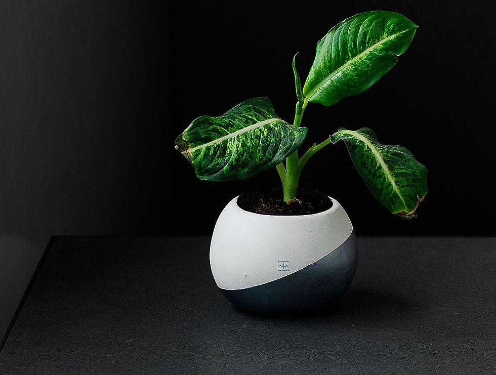 Minijatura: BALL POT