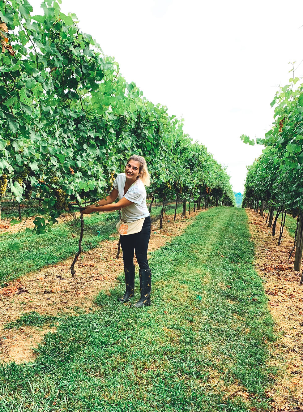 Grape Harvest! Last minute notice!
