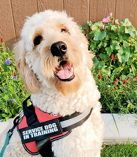 Mocha GoldenDoodle Moma