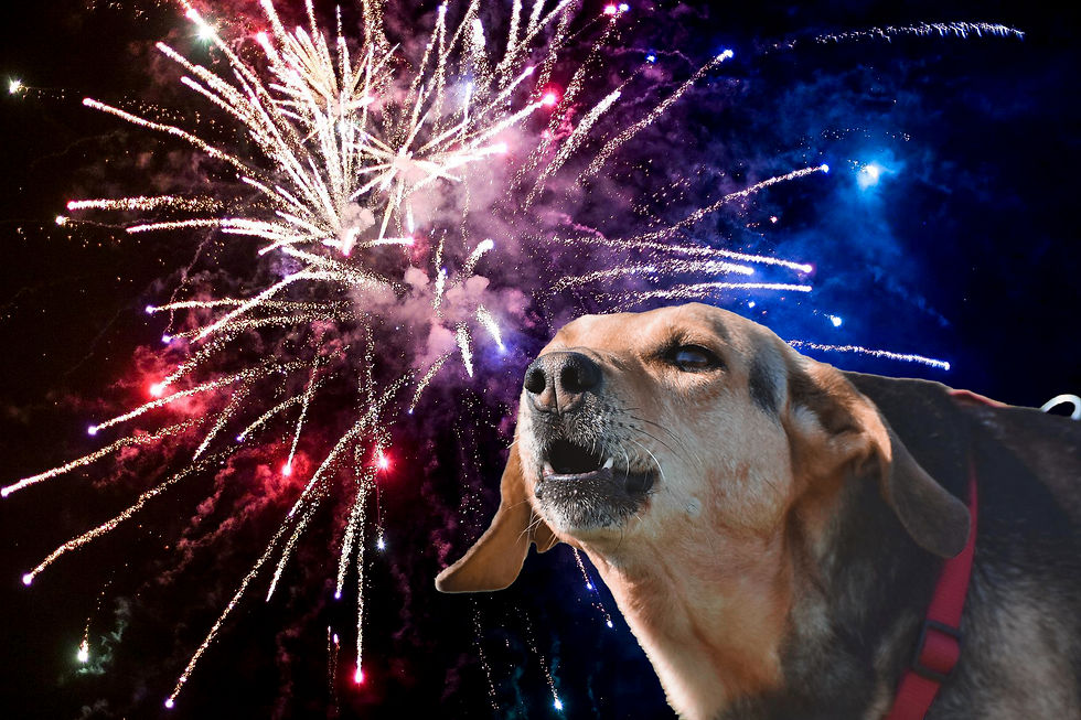 A dog barks at patriotic fireworks.